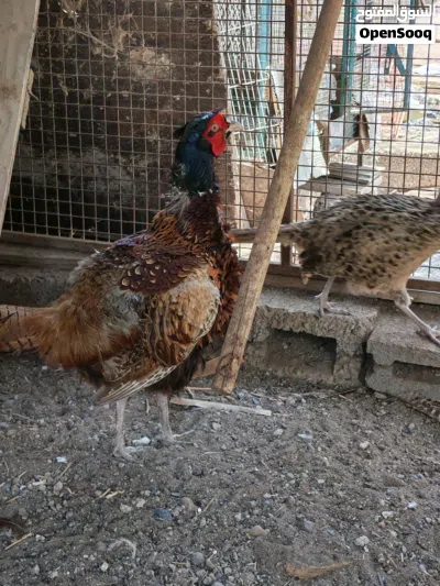 للبيع زوج فزن منتج 4