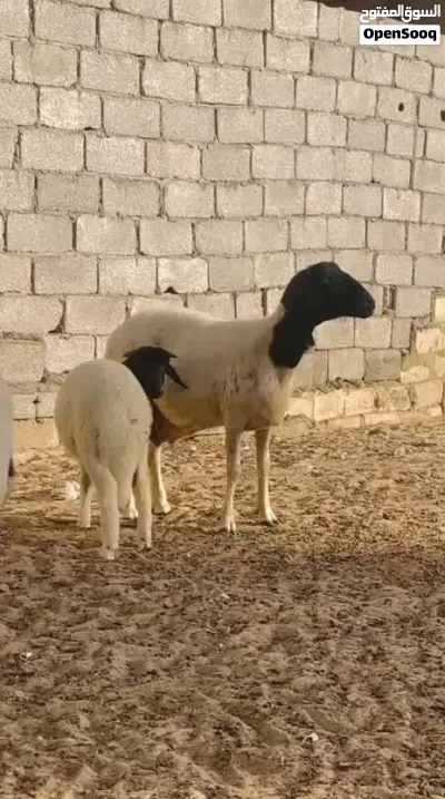 نعجه والده 3