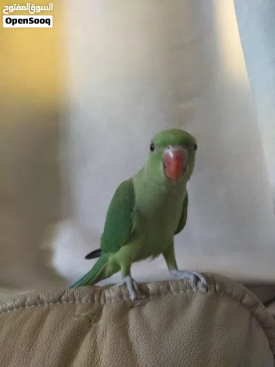 للبيع ببغاء دره هندي أليف جدا 3