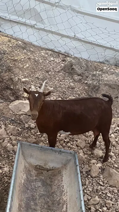 للبيع شاااه من الحلال الصلالي لون دبسي صغيرت سن ووثاني ولده الحين 2