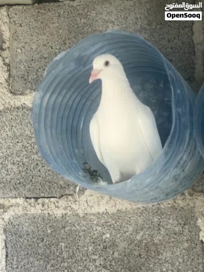 حمام لاحم فرنسي بيور 2