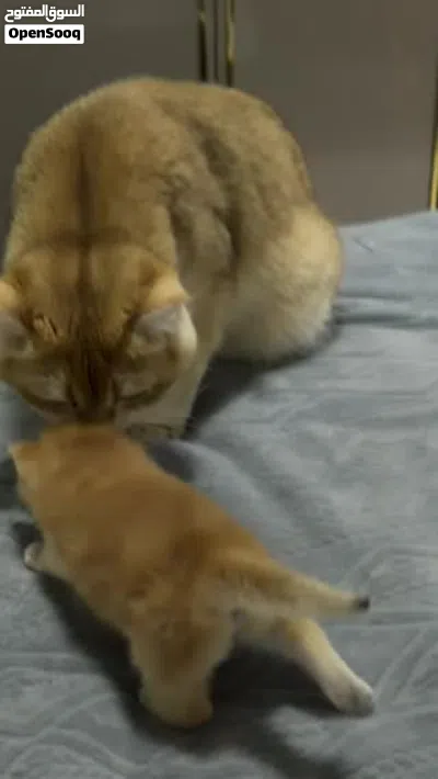 Adorable British shorthair male for mating قط ذكر بريتش شورت هير ny12 للتزاوج 3