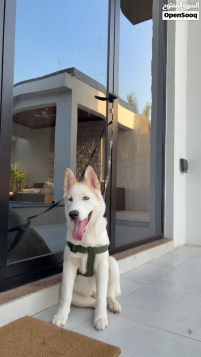 Husky pure breed 2