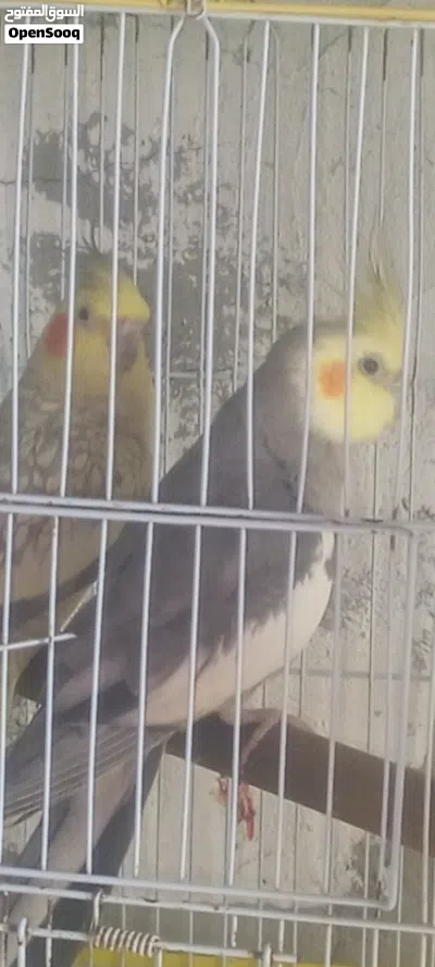 جوز كوكتيل 2