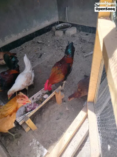 ديج عرب عدد 2 سعرهما 25 الف وسعر الواحد ب 15 الف دينار علماً انه ملقحات وبصحة جيدة جداً 3
