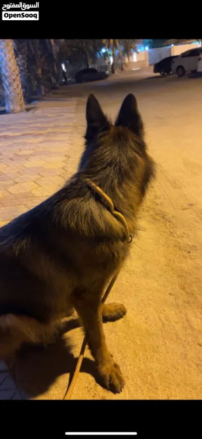 انثى كنج سايز لونج هيير بلاك فيس شولاين 3
