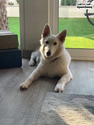 Swiss shepherd 2