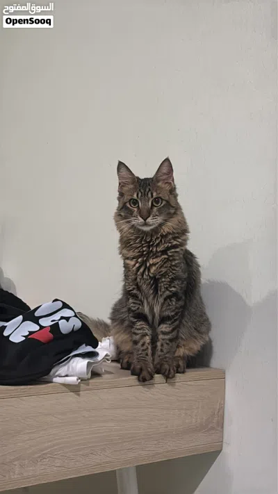 Cat for adoption 2