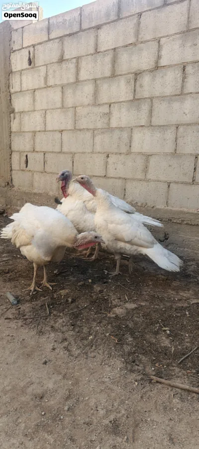 دجاج حبش هولندي 2