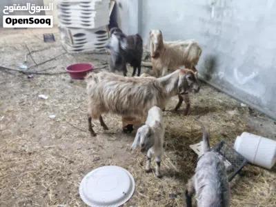3 عنزات حليب وسن نضيف البيع بدون اولادهم 2