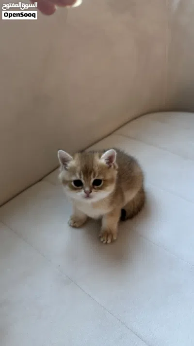 british shorthair, بريتش شورت هير 3