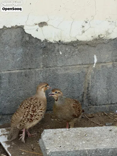 ذكر صفرد باكستاني 3