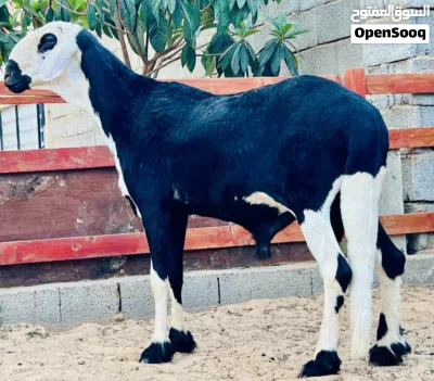 فحل هجين نجدي سلاله سعوديه الاب اصلي الام هجين شعره 3