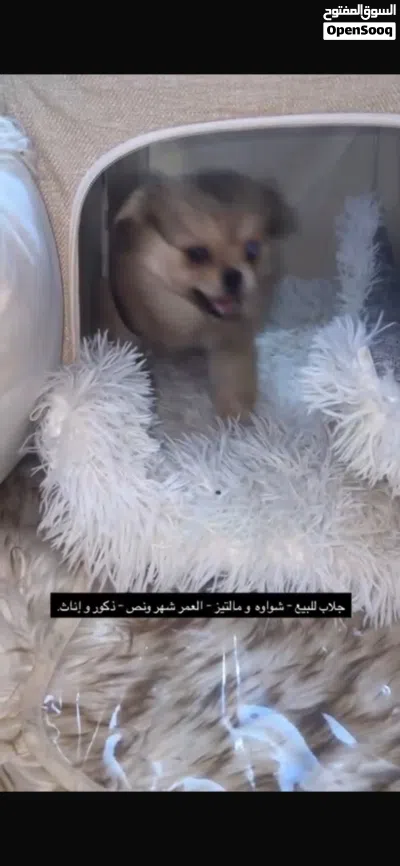 شواوه و مالتيز لعوبين حق اليهال باقي 4 حبات 2