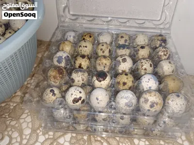 بيض سمان مخصب نسبة التخصيب عالية تجميع كل يوم مرتين ( الوصف مهم ) 4