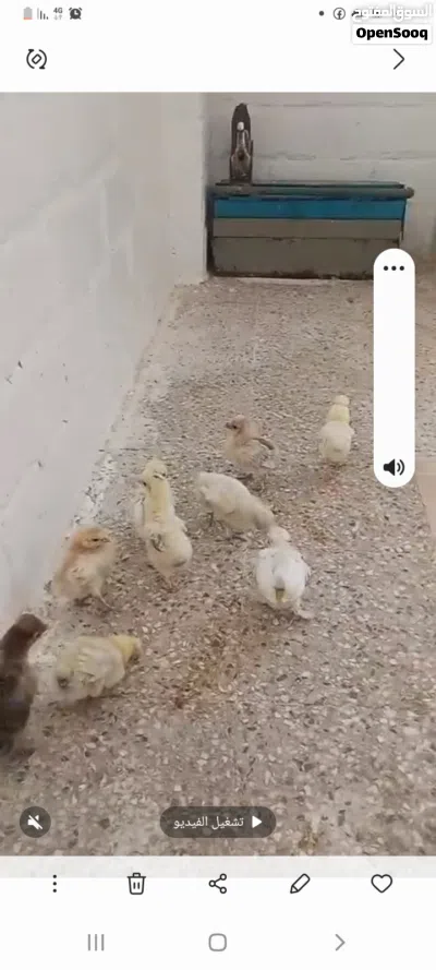 موجود 8صوصن فرح ديبا وصوص براهمي 4