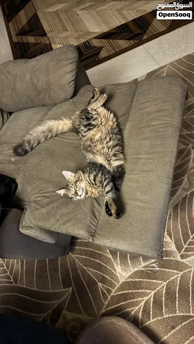 Cat for adoption 4