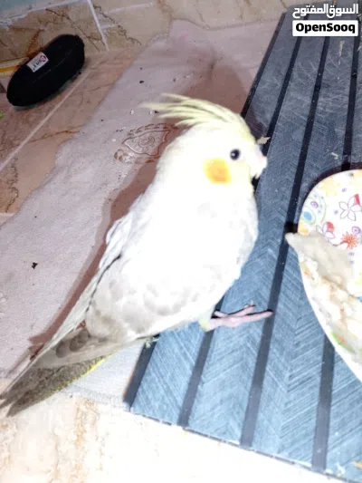 ببغاء درة انثى ... ببغاء كوكتيل فرخ 2