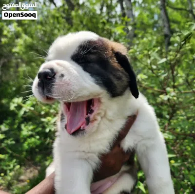 Purebred Saint Bernard Puppy Healthy, Fluffy & Ready for a Loving Home. 3