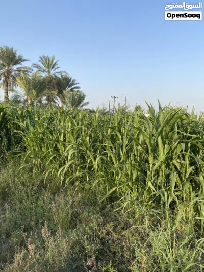 جلب حشيش حريه 2