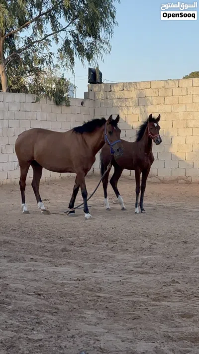 فرص بنت جميل الزاويه بوراقها والده فلوه من ولد المحترم وحارز من وجيه العنوان مصراته 4