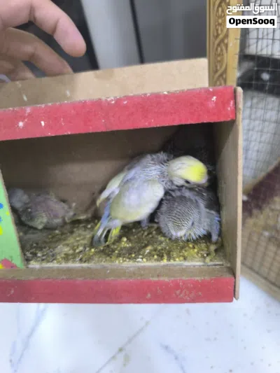 نثية ريمبو مع الافراخ 3 2