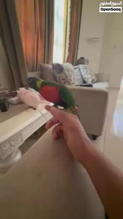 لوري ريمبو 4
