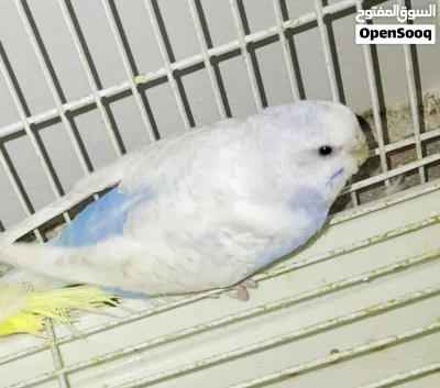 Beautiful, highly active organic diet fed budgies with bright colours for 105 SAR each 3