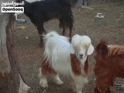 بيع جدي رحبي 3