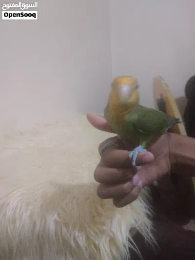 متوفر بفضل الله بركديلو روز مروض انظر الوصف 2