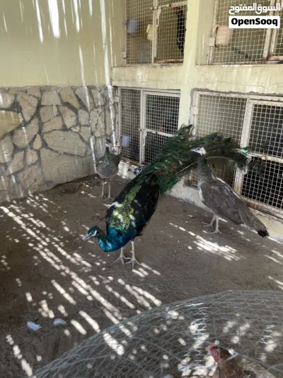 مجموعة طواويس للبيع 3