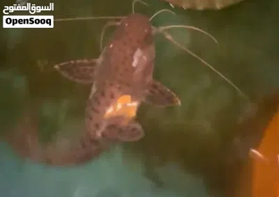 Cat fish and albino pacu 4