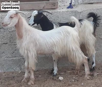 جداية مخصايات ماشاء الله 2