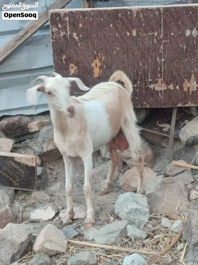 للبيع أغنام العدد 2 اقرا الوصف 4
