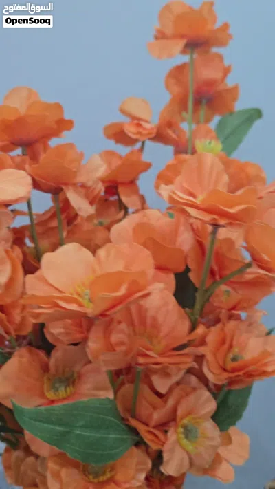 تنظيم جاهز 4