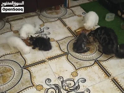 قطط البيع الموقع ولاية لوى 4