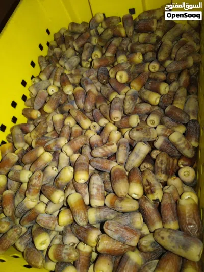 تمر نغال حبه كبيره 3