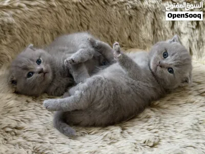 Scottish fold & British shorthair lilac, light gray 4