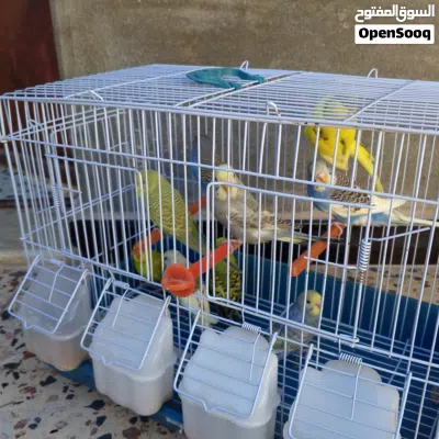 بقلينو ربي يبارك 3