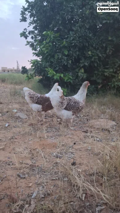 دجاج وندوت بركاني 4