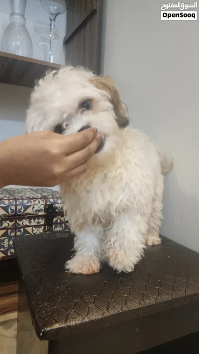 Two Male Purebred Maltese for sale! 2
