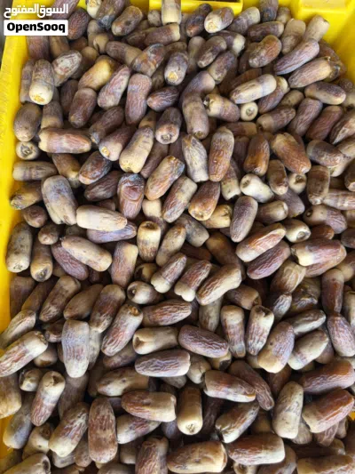 تمر نغال (محقب) جريجرو 2