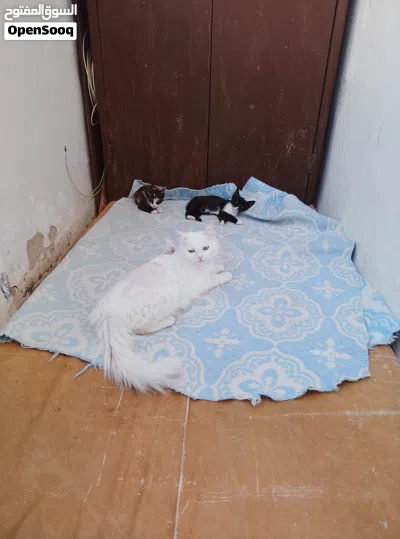 undefined 2