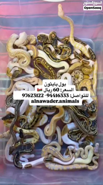 حيوانات للبيع 3