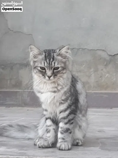 قط شيرازي ربي يبارك 3