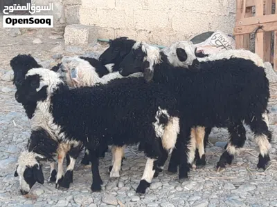 كباشة وحملات ماشاء الله 2