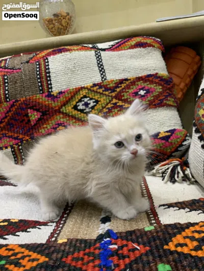 للبيع قطط كيتن العمر شهرين 3