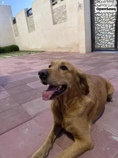 جلبه منتجه عمرها ثلاث سنوات 2