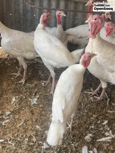 يوجد دكرومي ربي يبارك 3