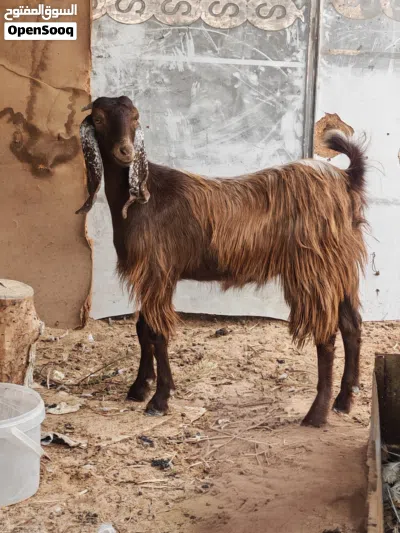 2 معزات ربي يبارك 4